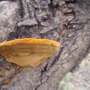 황금버섯 이미지