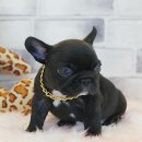 도그라이프 대구강아지분양 이미지