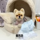러블리엔젤 | 🎀☁️러블리함 한가득! 몽프리 엔젤 프릴 강아지 원피스 후기💙