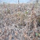 부여농장 이미지