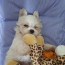 멍멍이냥 이미지