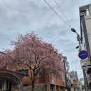 (주)삼덕 | [삼덕동 카페] 삼덕동 감성 카페 벚꽃뷰 카페 | 카페 삼덕 방문 후기🌸