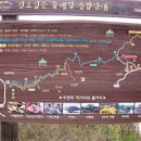 산수유 연인의길 이미지
