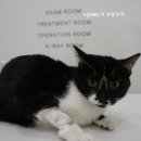 해동물병원 이미지