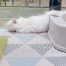 영캣