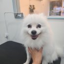 뚜뚜애견 이미지