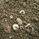 에그머니농장 이미지