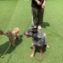 올바른 참견 | 안산 애견유치원 후기 : 올바른참견
