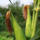 보람농장 이미지