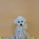 그루아미 이미지