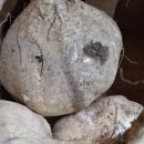 별티농원 이미지