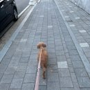 행복을 배우는 공간 | 의정부 강아지 호텔링 후기-행복을 배우는 공간