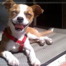 웃는강아지 이미지