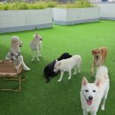 큰댕댕 개치원 이미지