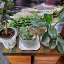 원주가표고버섯전문점 | 무실동전골 닭볶음탕맛집 원주가표고버섯전문점 단골의 솔직후기