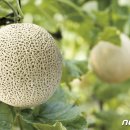 곡성-172 이미지