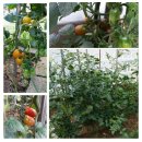 전원파크빌 이미지