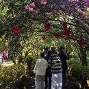 (유)진도관광여행사 | 제주도 미니버스 투어 제주 버스렌트 편안했던 여행 후기