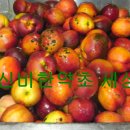 20차 천도복숭아 식초 술 담기. 이미지