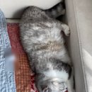 풀로줄 이미지