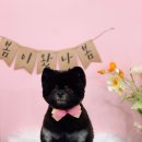 복이네도그살롱 이미지