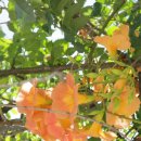 둔산스마일의원 이미지