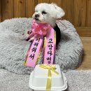 배배앤추 | 김해강아지수제케이크, 배배앤추