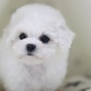 도그마루 강아지 고양이 양산화명점 이미지