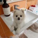 견생공감 이미지