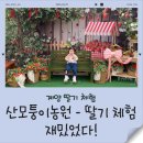 볼빨간 농원 | 인천 딸기체험 산모퉁이농원 후기 🍓 (키즈존 / 가격 / 예약팁)