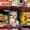 퍼피온리 이미지