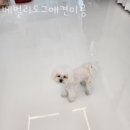 베벌리 도그 이미지