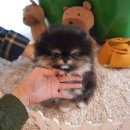 부산강아지분양 테디럽 명지본점 이미지