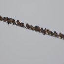 양사면-2 이미지