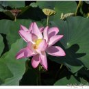 유등연지 이미지