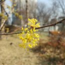 봄꽃한의원 이미지