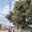 앞뜰농장 | 제주 오설록 티 뮤지엄 | 제주 서쪽 여행코스 추천 | 제주도 가볼만한 곳 | 입장료, 체험, 메뉴, 방문 후기