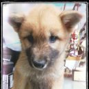 진도견나라 이미지