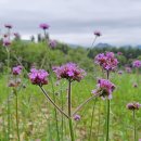 국제행정 이미지