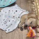 드림독 강아지 고양이 안심분양센터 시흥점 | 드림독 강아지 분양 안심센터 부천점 닥스훈트 분양 후기