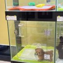 럽댕 강아지분양 | 대구토이푸들 건강하게 자란 아이들이 있는 곳 대구강아지 럽댕