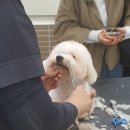 성남애견 이미지