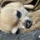 김천연합동물병원 이미지