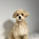 천안 강아지분양 고양이분양 파밀리에드마스코타 신불당본점 이미지