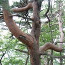 구하교