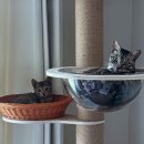 동산이피부과의원 | [내돈내산] 고양이 링웜 외이염 귀 곰팡이 진드기 병원 치료 리뷰 (사람도 전염돼서 피부과 다녀온 후기)