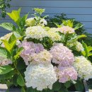 기자레스토랑 이미지