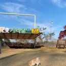 월드애견 이미지