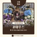 아루스 | 넓은 야외 운동장이 있는 수원 화성 대형 애견카페 아루스