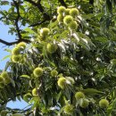 도평리도토리네 이미지